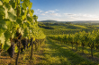 Parcelles-de-vignes-en-AOC-Saint-emilion-67a