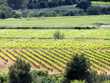 15ha-de-vignes-AOC-Monbazillac