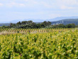 Location-de-vigne-en-Loir-et-Cher